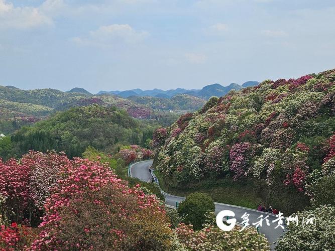 百里杜鹃接过“多彩贵州·花漾中国”接力棒，贵州网络传播再掀赏花热潮